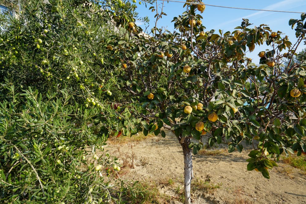 Persimmon and olive trees growing in the garden of Paraschos Studios
