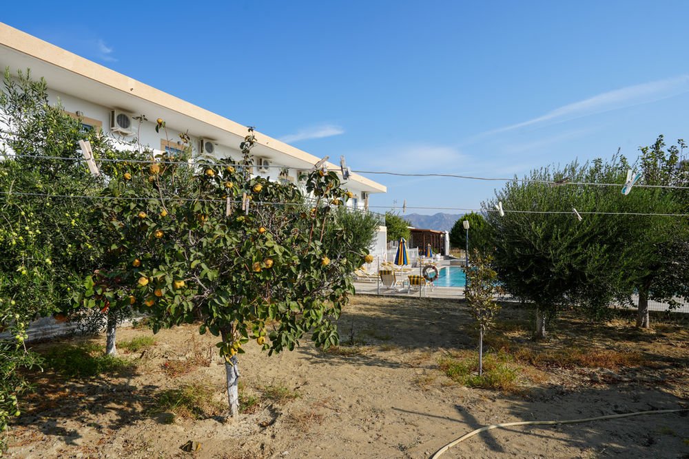 The garden and fruit trees looking towards the studios and the swimming pool